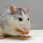 Zijn muizen in huis gevaarlijk