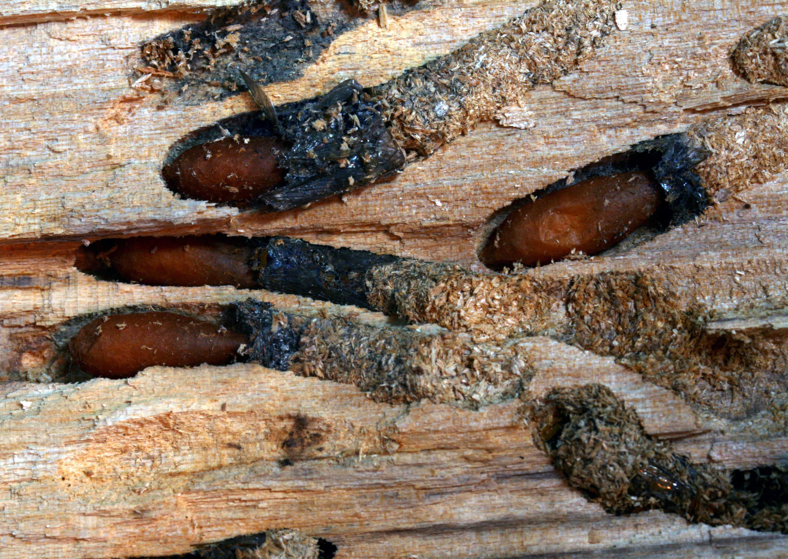 Houtworm laten bestrijden door de Houtworm Specialist: Voorkom schade door houtworm