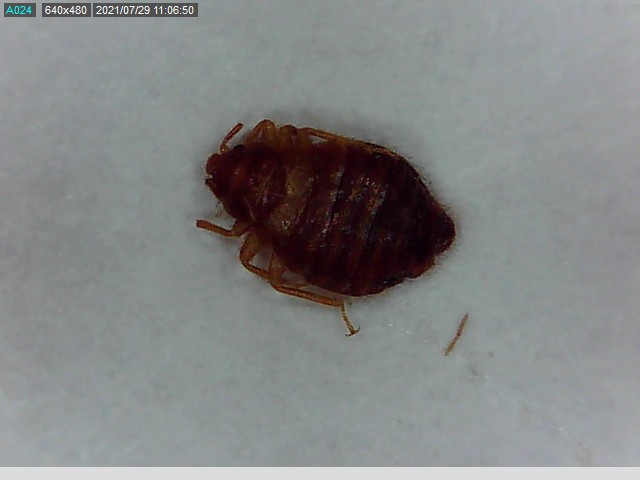 Deze 5 insecten worden vaak verward met bedwantsen | Mega-Des