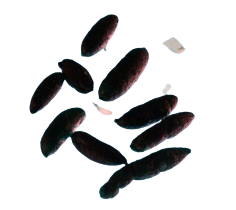 Voorbeeld van muizenpoep