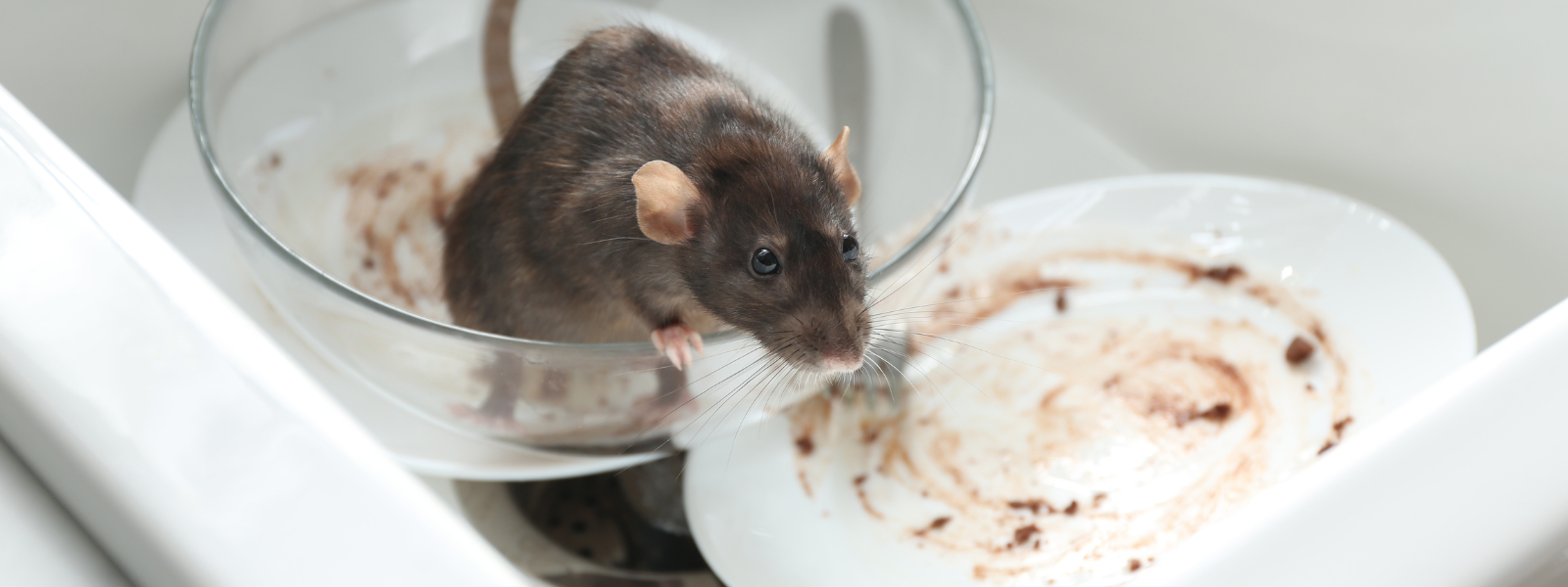 Ratten verjagen met geur