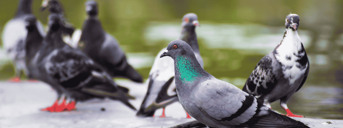 Duivenoverlast