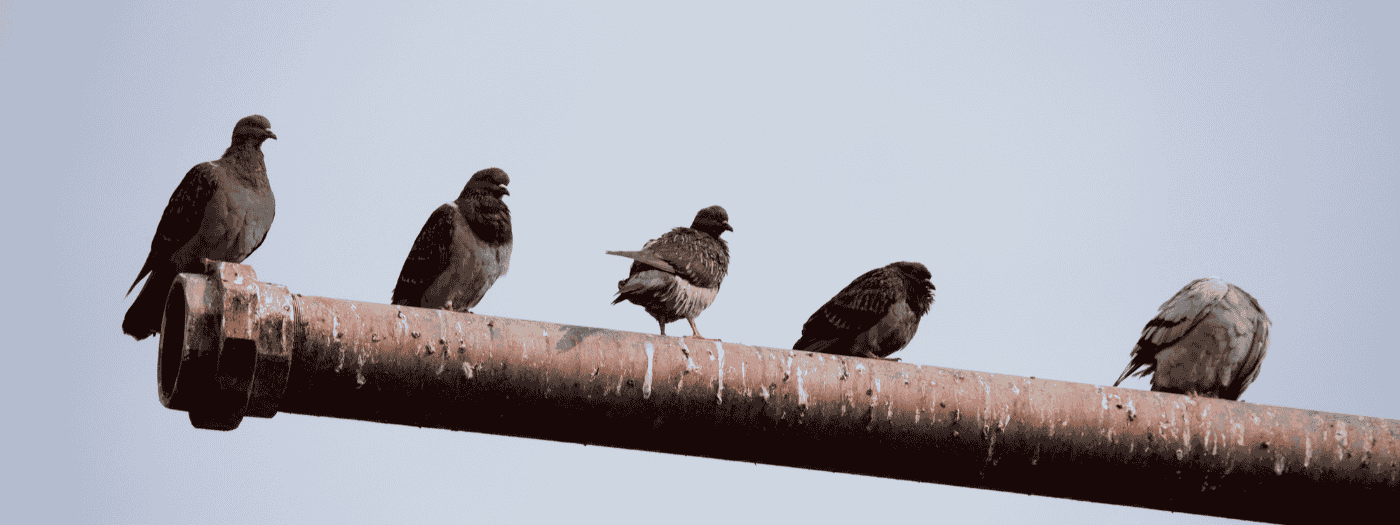 Duivenziektes bij mensen