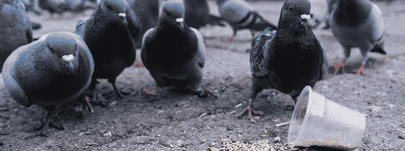 Waarom is duivengif verboden?