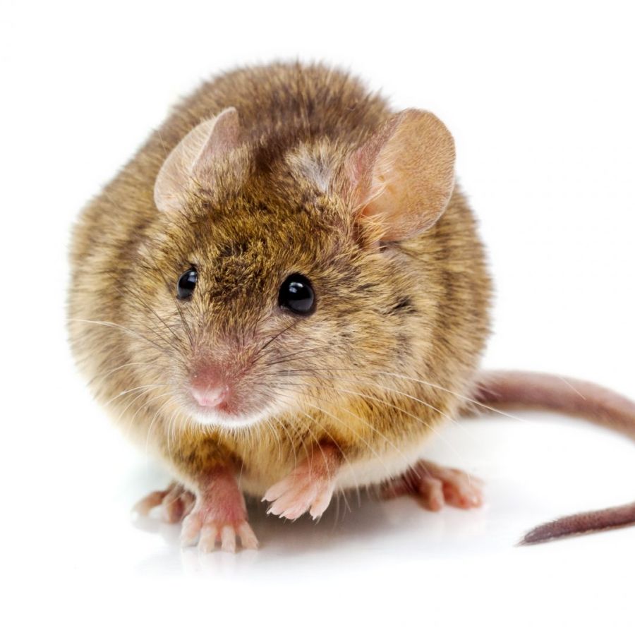 muizen en ratten bestrijden