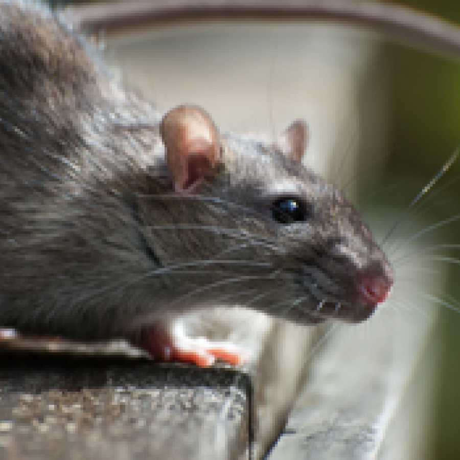 het bestrijden van ratten