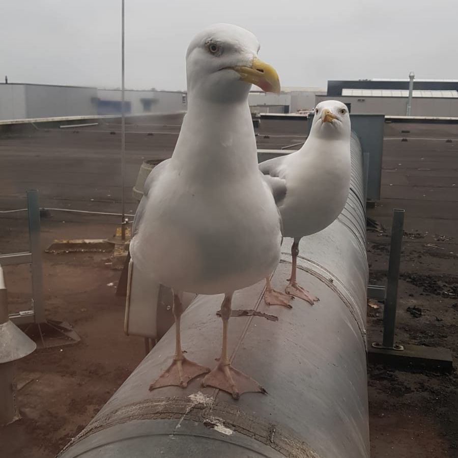 Meeuwen op dak bestrijden